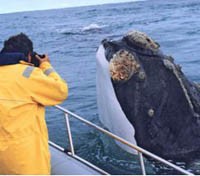 Whale Watching by Boat
